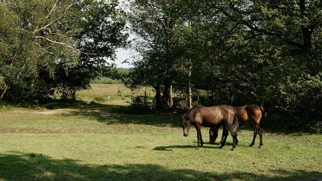 New Forest